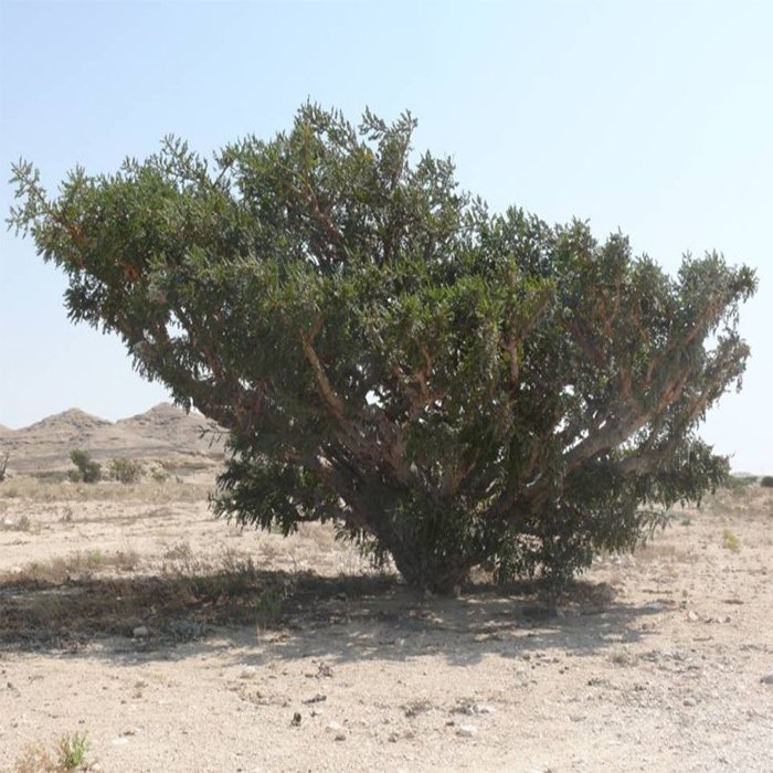 Frankincense Tree