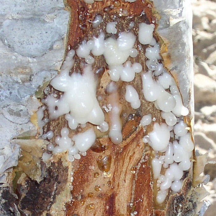 Frankincense Tree 03